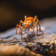 Termite Treatment