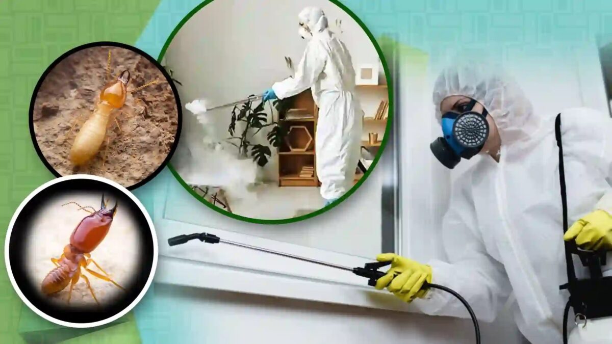 termite control services