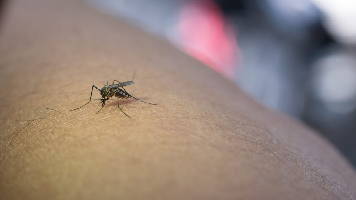 mosquito control Melbourne