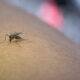 mosquito control Melbourne