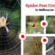 7 Expert Tips for Long-Lasting Spider Pest Control in Melbourne
