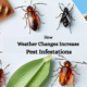 How Weather Changes Increase Pest Infestations