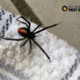 How to Get Rid of Spiders: Top Proven Pest Control Methods