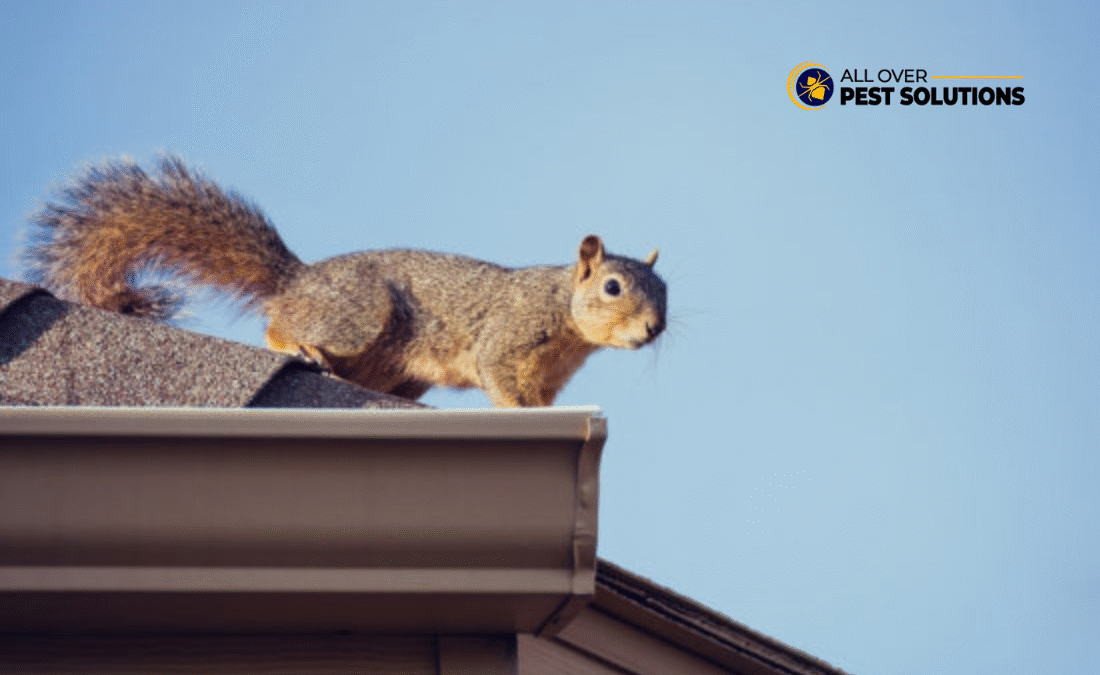 Your Guide to Wildlife Removal Services Melbourne