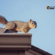 Your Guide to Wildlife Removal Services Melbourne
