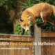 Wildlife Pest Control in Melbourne