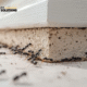 Ant Infestations in Melbourne: Why They Happen and How to Stop Them