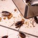 Cockroach Pest Control Services in Melbourne
