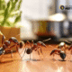 4 Steps to an Ant-Free Kitchen: A Melbourne Pest Control Guide