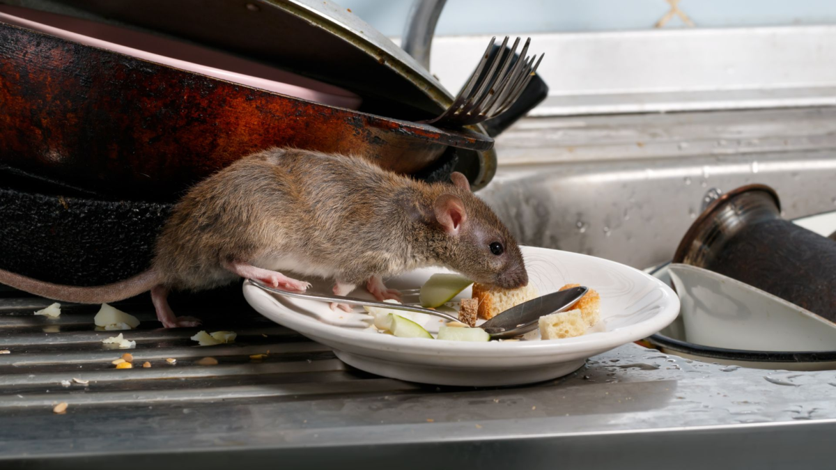 Pest Control and Rodent Management