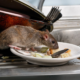 Pest Control and Rodent Management
