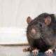 Rodent Pest Control Essentials