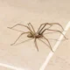 Spider Pest Control Melbourne