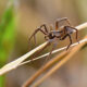 Spider Pest Control Melbourne