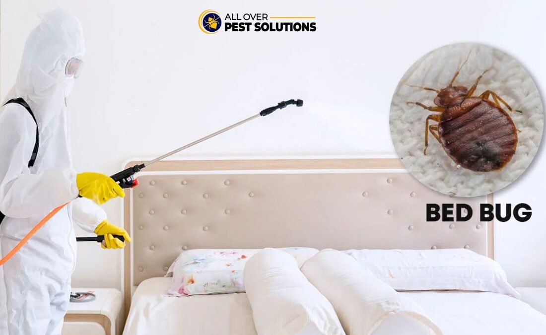 Bed Bugs Pest Control: Protecting Your Home and Sleep Quality