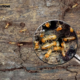 Complete Guide to Effective Termite Control in Melbourne