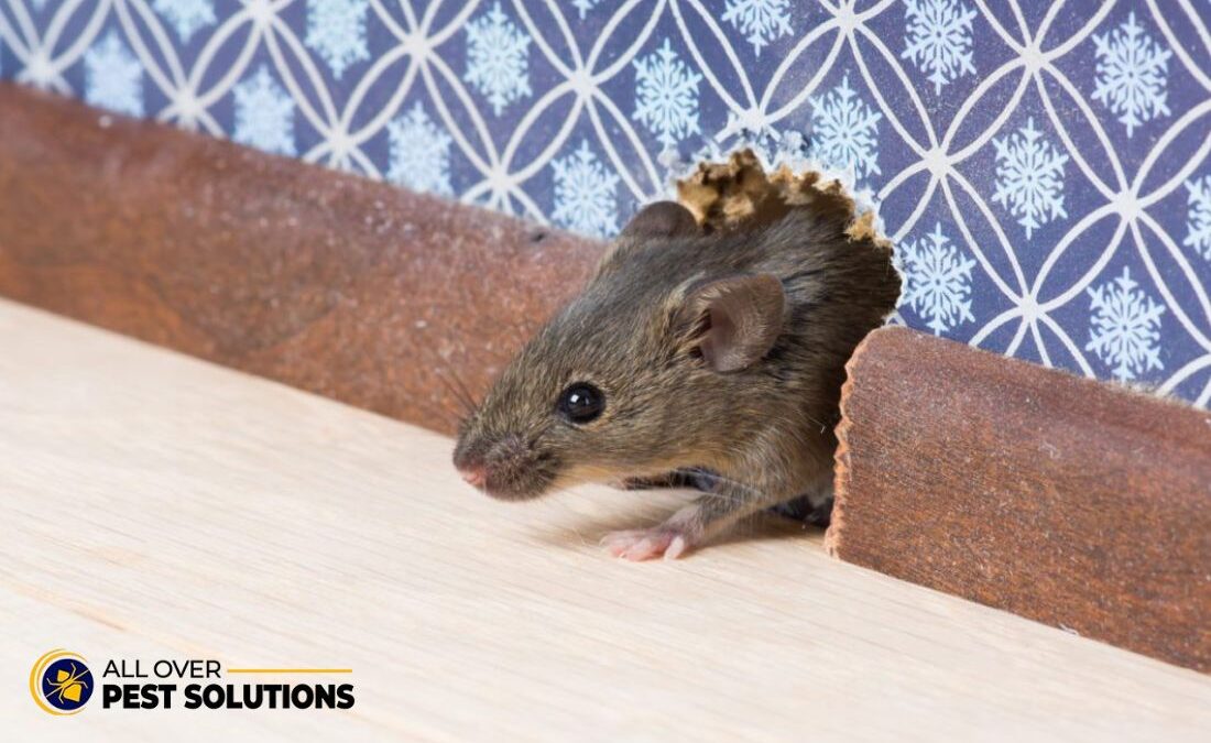 How to Choose the Best Rodent and Pest Control Service