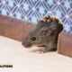 How to Choose the Best Rodent and Pest Control Service