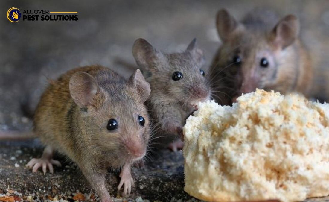 Rodent and Pest Control: Prevent Fires and Health Risks Today