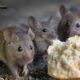 Rodent and Pest Control: Prevent Fires and Health Risks Today