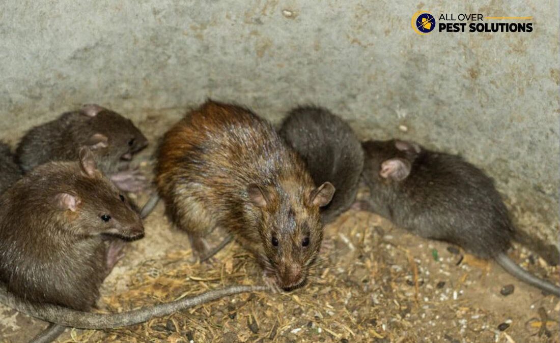 Rodent and Pest Control: Safeguard Your Home from Rats and Mice