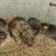Rodent and Pest Control: Safeguard Your Home from Rats and Mice