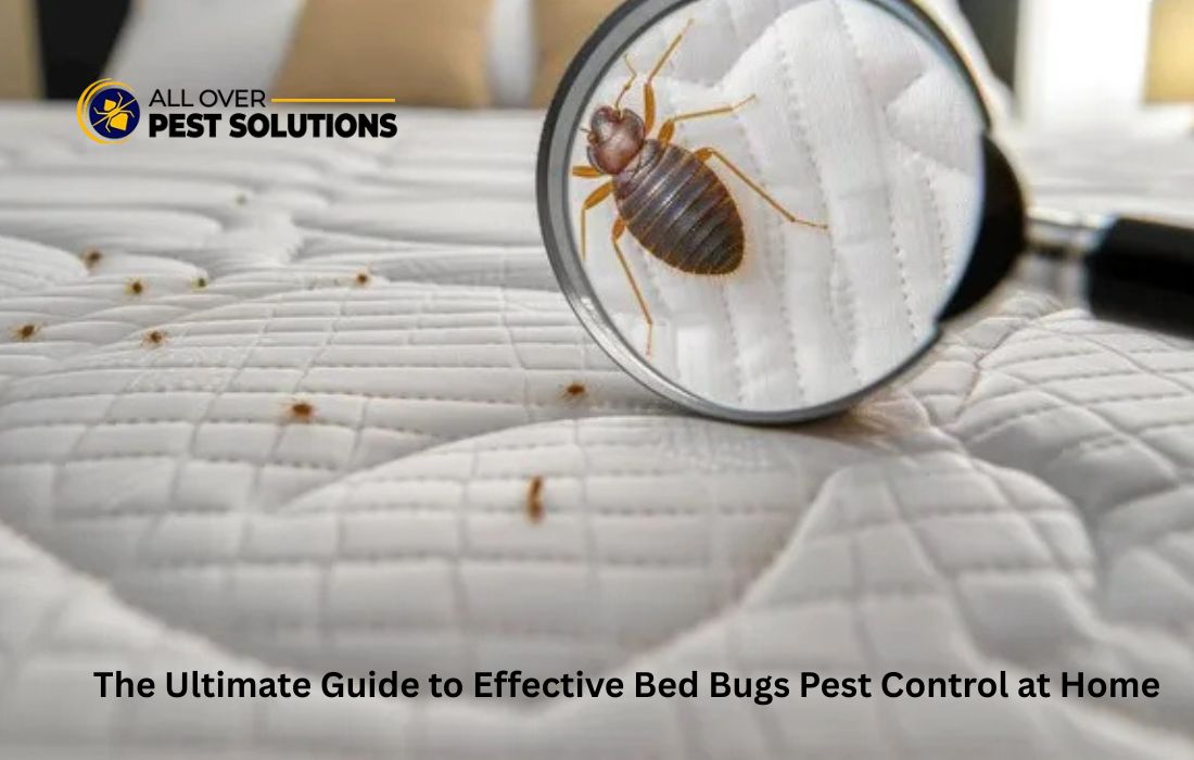 The Ultimate Guide to Effective Bed Bugs Pest Control at Home