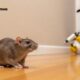Rodent and Pest Control: Protect Your Home from Damage & Disease