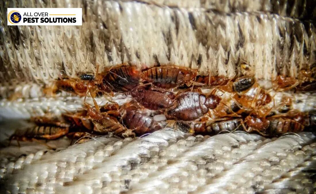 Bed Bugs Pest Control: How to Eliminate Infestations Safely