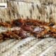 Bed Bugs Pest Control: How to Eliminate Infestations Safely