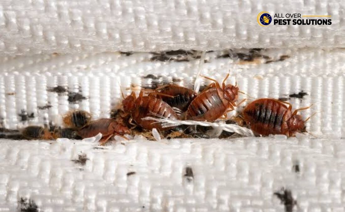 Bed Bugs Pest Control: Effective Ways to Eliminate Bed Bugs