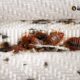 Bed Bugs Pest Control: Effective Ways to Eliminate Bed Bugs