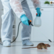 Rodent Control Melbourne: How to Keep Rats and Mice Out of Your Home
