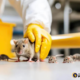 Rodent and Pest Control: How Professionals Manage Pest Problems