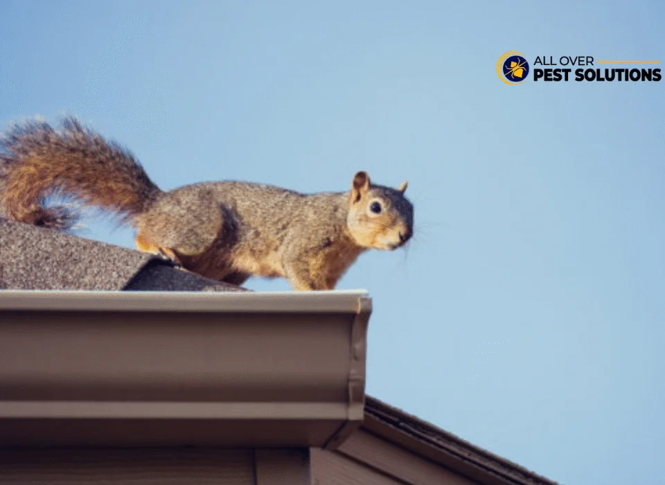 Your Guide to Wildlife Removal Services Melbourne