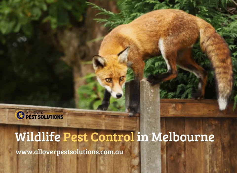 Wildlife Pest Control in Melbourne