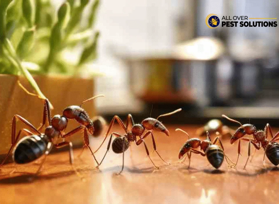 4 Steps to an Ant-Free Kitchen: A Melbourne Pest Control Guide