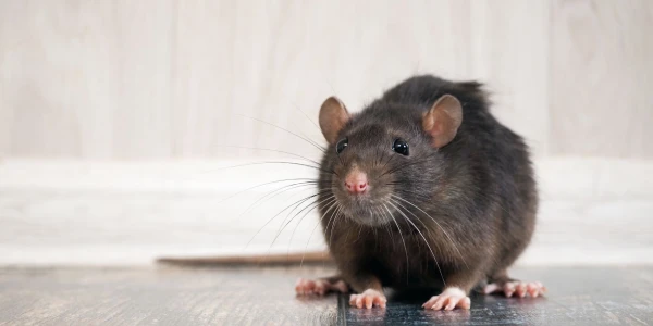 Rodent Pest Control Essentials
