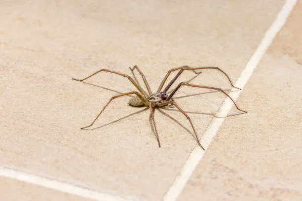 Spider Pest Control Melbourne