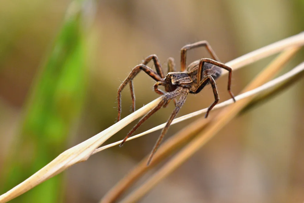 Spider Pest Control Melbourne