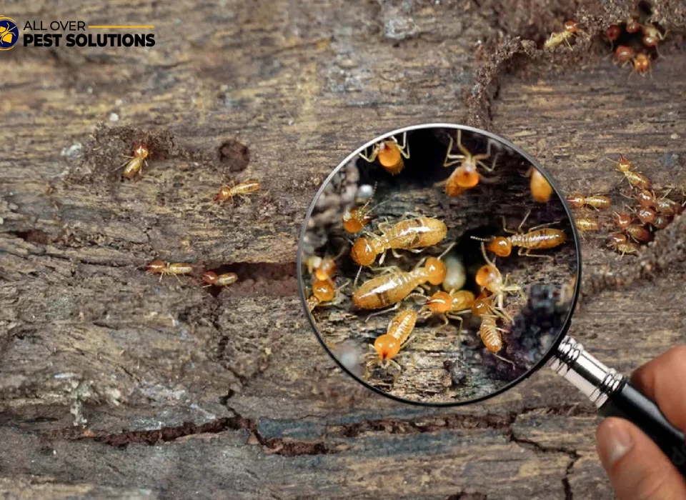 Complete Guide to Effective Termite Control in Melbourne
